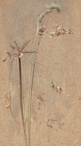 Cockfoot Grass (akvarell på buff-papir) av Edwin John Alexander