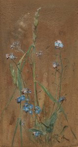 Forget-Me-Not (akvarell på brunt papir)