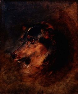 En hodestudie av en colliehund av Edwin Landseer