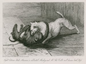Kamp mellom Jacco Macacco, en berømt ape, og Thomas Cubbs velkjente tispe, Puss av Edwin Landseer