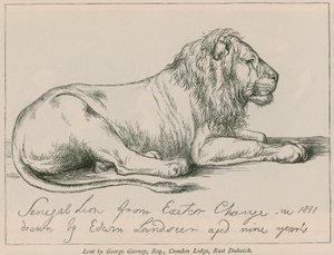 Senegal Lion fra Exeter Change av Edwin Landseer