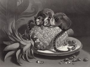 The Marmozettes av Edwin Landseer