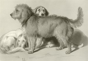 De tre hundene av Edwin Landseer