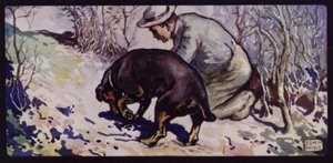 En engelsk trøffeljakthund (farge litho)