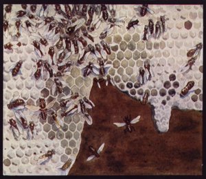 Bier i arbeid på honeycomb (farge litho)