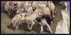 Bobtailed sauehund og flokk på klippene (farge litho) av Edwin Noble