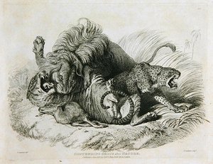 Contending Group after Nature, plate 6 fra Twenty Engravings of Lions, Tigers, Panthers & Leopards... gravert av Thomas Landseer (1795-1880) 1823 av Edwin after Landseer