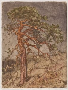 Furu på en klippe