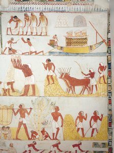 Båt og scener med høsting, innsamling, transport og prosessering av korn, freskomaleri, sørvinge, tverrkammer, Theban Tomb TT69, Sheikh Abd el-Qurna, Theben (Unescos verdensarvliste av Egyptian 18th Dynasty