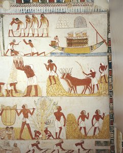 Egypt, Theben, Luxor, Sheikh 'Abd al-Qurna, graven til kongelig eiendomsoppsynsmann Menna, Vestibyle, veggmalerier, Arbeid i felt av Egyptian 18th Dynasty