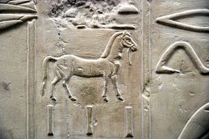 Egyptisk antikvitet: representasjon av en hest. Lavt relieff av Vizir Ramoses grav (18. dynasti). Luxor, Theben, Adelsdalen Egypt av Egyptian 18th Dynasty