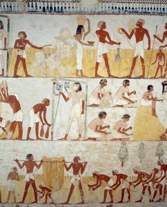 Høsting av avling, tresking og vinning av korn, detaljer fra fresker i vestibylen til graven til Menna, Sheikh Abd el Qurnah Necropolis, Luxor, Theben (Unescos verdensarvliste av Egyptian 18th Dynasty