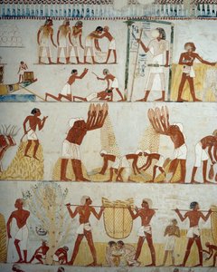 Høsting av avling, tresking og vinning av korn, detaljer fra fresker i vestibylen til graven til Menna, Sheikh Abd el Qurnah Necropolis, Luxor, Theben (Unescos verdensarvliste av Egyptian 18th Dynasty