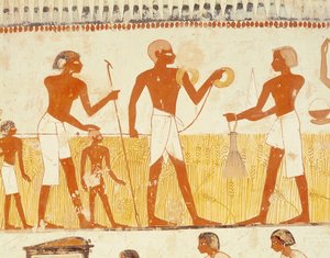 Måling av landet ved hjelp av tau, fra Tomb Chapel of Menna, New Kingdom (veggmaleri) (se også 251666)