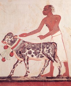 Bonde som leder en ku for å ofre, fra Mennas grav (veggmaleri) av Egyptian 18th Dynasty
