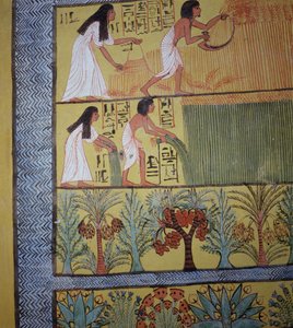 Detalj av en innhøstingsscene på østmuren, fra graven til Sennedjem, The Workers Village, New Kingdom (veggmaleri) (se også 19829-30 og 67891) av Egyptian 19th Dynasty