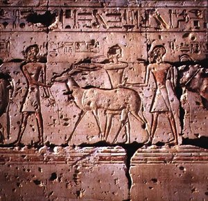 Relieff avbildet oryx som ledes i prosesjon for ofring, fra Temple of Ramesses II, New Kingdom av Egyptian 19th Dynasty