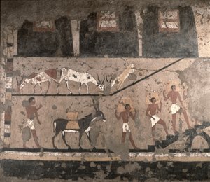 Landbruksscene, veggmaleri fjernet fra Mastaba of Ti ved Sakkara, Old Kingdom, ca. 2494-2345 f.Kr. (malt kalkstein)