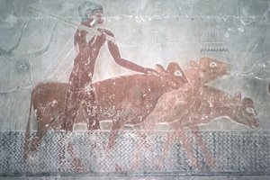 Storfe som går en kanal i Mastaba Chapel of Ti, Old Kingdom (veggmaleri)