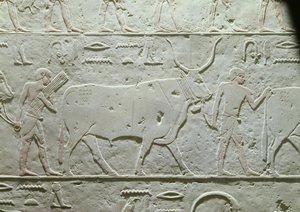 Gjeter som leder en okse, detalj fra Mastaba av Akhethotep, fra Saqqara, Old Kingdom, ca. 2500 f.Kr. (malt kalkstein)