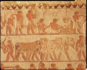 Malt relieff som viser bokføring av skatter og en gruppe storfe, Old Kingdom (veggmaleri)