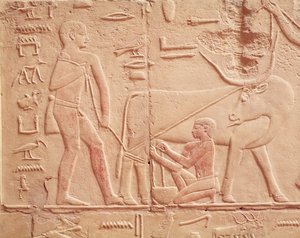 Relieff som viser en mann som melker en ku, fra Mastaba of Kagemni, Old Kingdom (malt kalkstein)