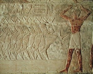 Relieff som viser en fører som oppmuntrer en gruppe storfe, fra Mastaba of Mereruka, Old Kingdom (malt kalkstein)