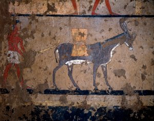 Egyptisk antikvitet: "" transporten av korn på baksiden av et muldyr""" Tempera-maleri av veggen til graven til kansleren til kong Iti (eller Ity) 2200-2000 f.Kr. Fra El Ghebelen, Luxor. Torino, egyptisk museum av Egyptian Egyptian