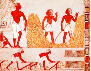 Innhøstingsscene i det gamle Egypt (fresco