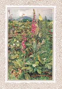 Naues Fairies among Foxgloves, illustrasjon fra 
