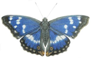  av Eleanor Grafton