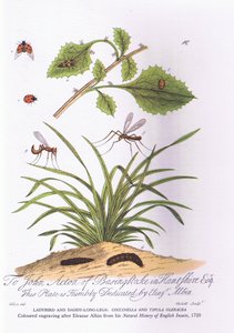 Lady Bird og Daddy Long Legs: Coccinella og Tipula Oleracea (farge litho) av Eleazar (after) Albin