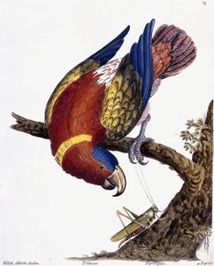 En papegøye, 1731-1738