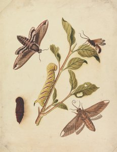 Liguster Hawk Moths og Callajoppa Exaltatoria av Eleazar Albin