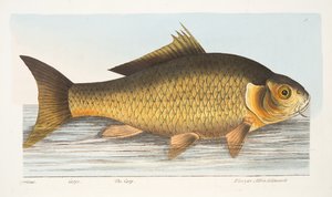 The Carp, fra A Treatise on Fish and Fish-dammer, pub. 1832 (håndfarget gravering)