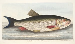 The Chub, fra A Treatise on Fish and Fish-dammer, pub. 1832 (håndfarget gravering) av Eleazar Albin