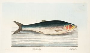 The Herring, fra A Treatise on Fish and Fish-dammer, pub. 1832 (håndfarget gravering)