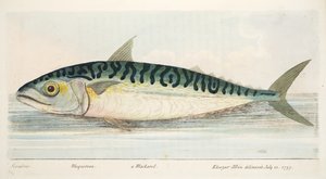 Makrellen, fra A Treatise on Fish and Fish-dammer, pub. 1832 (håndfarget gravering)