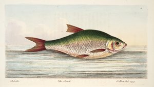 The Roach, fra A Treatise on Fish and Fish-dammer, pub. 1832 (håndfarget gravering) av Eleazar Albin