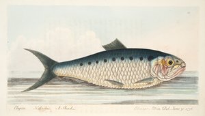 The Shad, fra A Treatise on Fish and Fish-dammer, pub. 1832 (håndfarget gravering) av Eleazar Albin