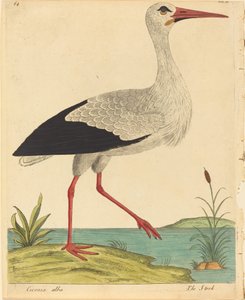 Storken Ciconia Alba, utgitt 17311738.
