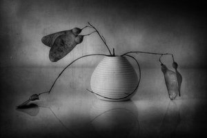 Minimalistisk botanisk stilleben av Elena Arjona