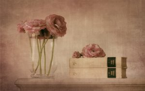 Stilleben med myke, rosa ranunkler