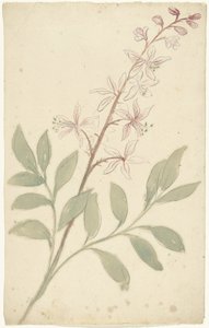 Blomsterstudie av Elias van Nijmegen