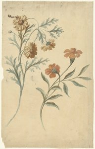 Blomsterstudie av en rød og en brun blomst