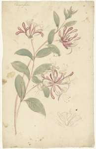 Kaprifolium av Elias van Nijmegen