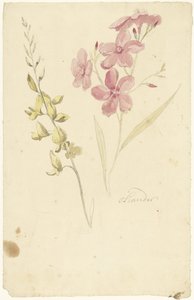 Oleander og brems