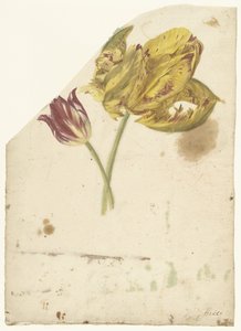 Studie av to tulipaner