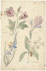 Studier av blomster inkludert en iris av Elias van Nijmegen