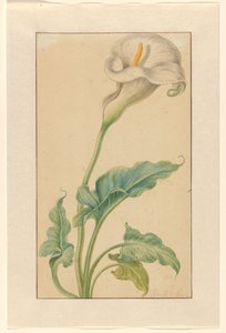 Hvit arronstilk av Elias van den Broeck (signed by artist)